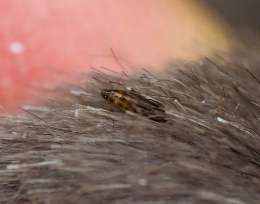 Dog fleas (C. Canis)